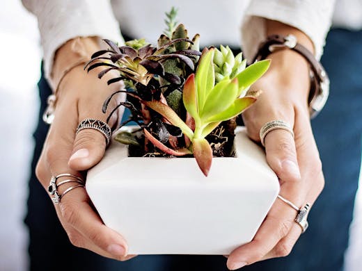 Buy indoor plants auckland
