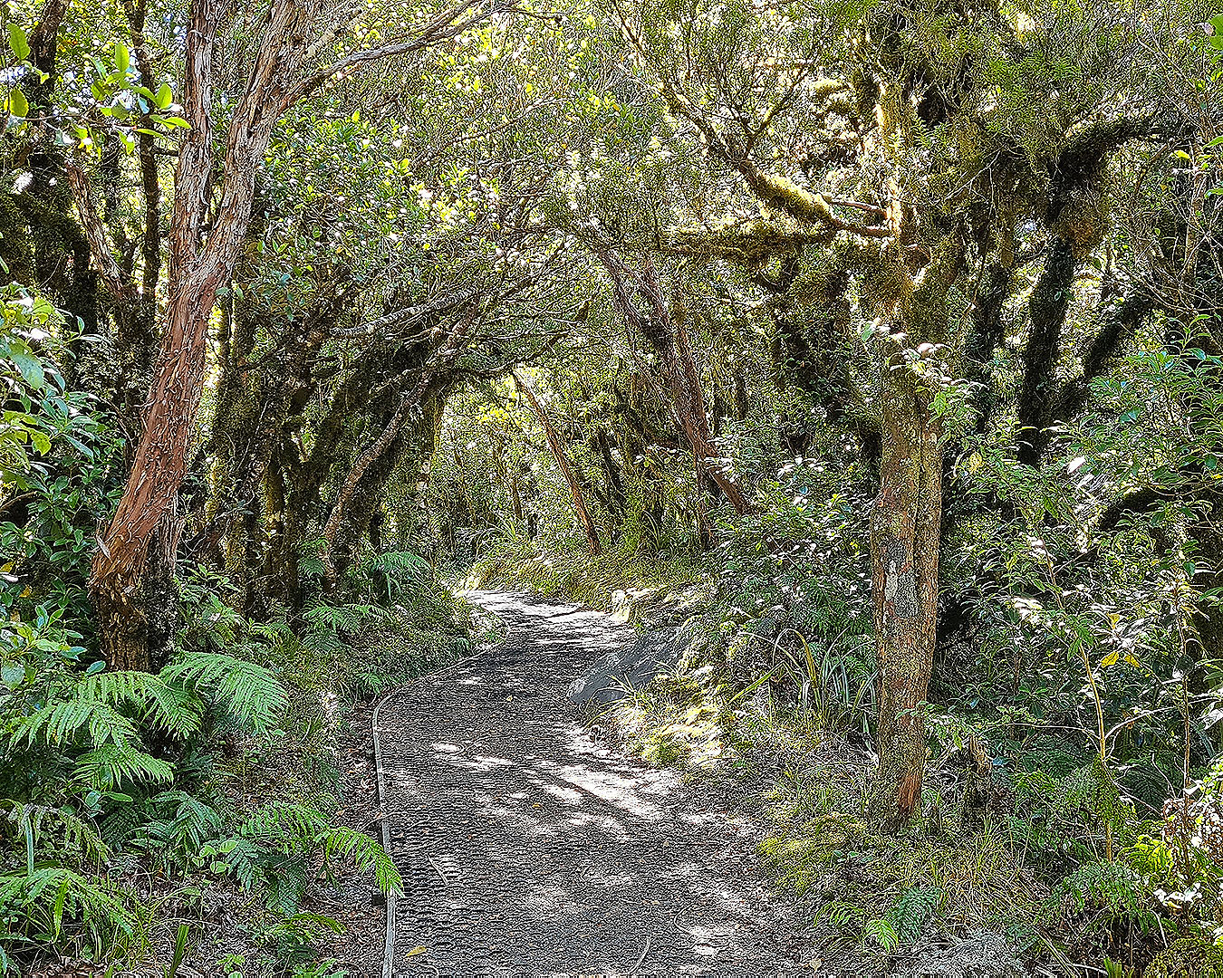 Une entrée noueuse de la forêt des gobelins à Taranaki.