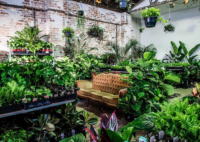 Melbourne s Famous Warehouse Plant  Sale Is Popping Up In 