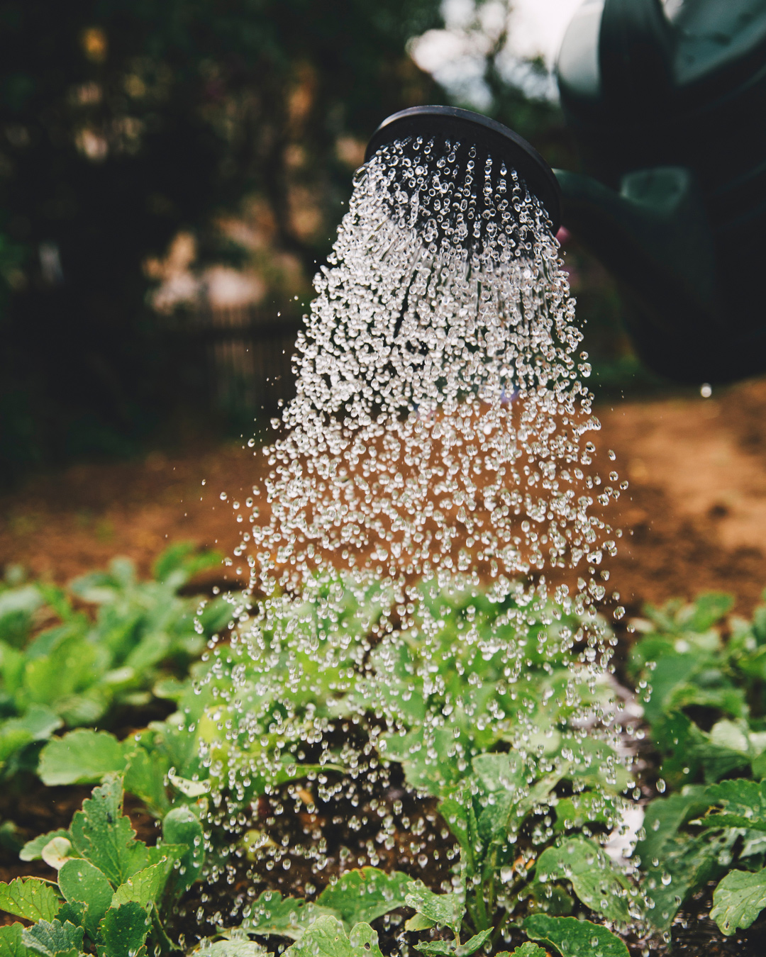 How To Save Water And Your House Plants And Stick To Sydney S