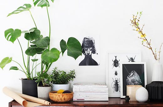 8 Super Cute Indoor Plants To Buy Now Urban List Brisbane