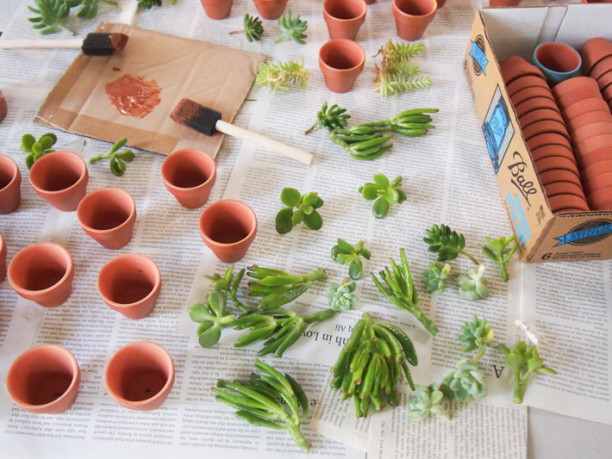 Diy Wedding Favours Succulents Brisbane The Urban List