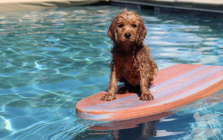 Check Into This Bali Hotel That Lets You Cuddle Puppies Poolside