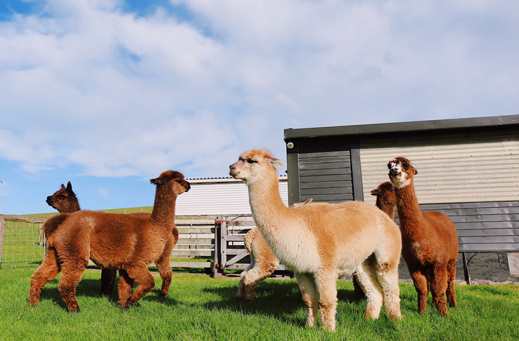 alpaca farm visit melbourne