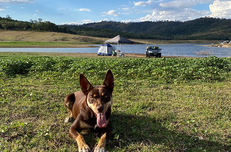dog 'smiling' in front of tent and camp site on shoreline of lake