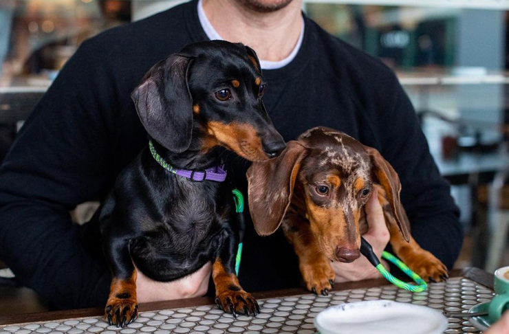 two daschunds at cafe table with owners