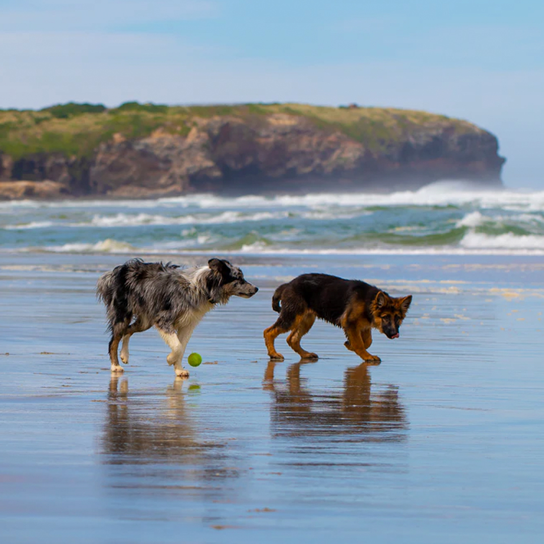 6 Best Dog Camping Areas In NSW Australia
