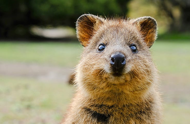 Fill That Cute Animal Void In Your Life With WILD LIFE Sydney Zoo’s New