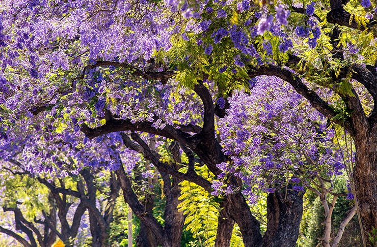 7 Of Sydneys Most Beautiful Jacaranda Walks Urban List Sydney