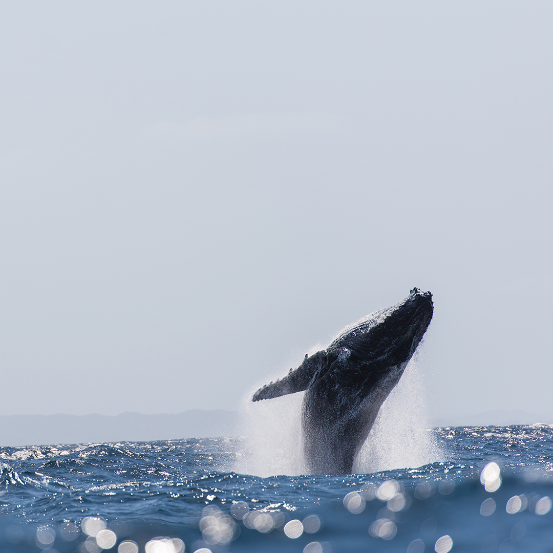 The Best Whale Watching Spots In NSW | Urban List Sydney