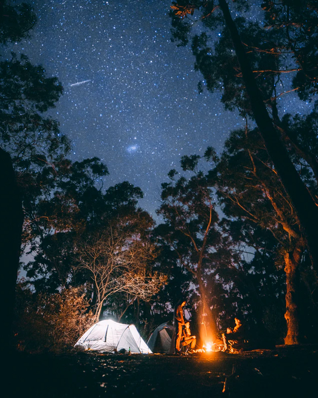 camping in the pine forest on a starry night
