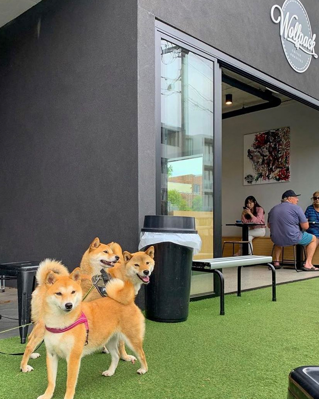 group of dogs at cafe